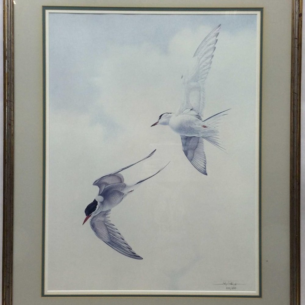John Pitcher Birds Signed & Numbered Terns Lithograph Print, Framed, 522/850